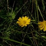 Anemone palmata Habit