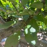Prunus avium Levél