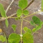 Erythrina flabelliformis Лист