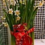 Narcissus tazetta Λουλούδι