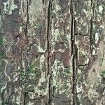 Manilkara staminodella Bark