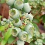 Vaccinium corymbosum Плід