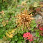 Acaena novae-zelandiae Sonstige