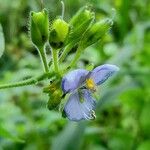 Tinantia erecta Blüte