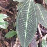 Miconia calvescens Leaf