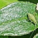 Cotoneaster dammeri पत्ता