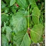 Leycesteria formosa Likasa