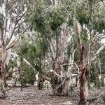 Eucalyptus viminalis Corteza