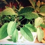 Salvia officinalis পাতা