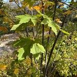 Acer macrophyllum Folha