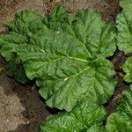 Rheum palmatum Blad