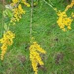 Solidago rugosa പുഷ്പം