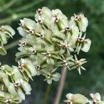 Laserpitium gallicum Fruit