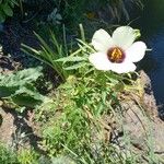 Hibiscus trionum Hábito