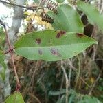 Syzygium cymosum Leaf