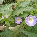 Nicandra physalodesFlower