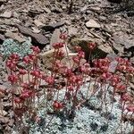 Eriogonum ovalifolium Pokrój