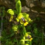 Ophrys lutea 花