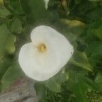 Zantedeschia aethiopica Flor