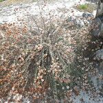 Eriogonum parvifolium Hábito