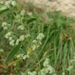 Chenopodium berlandieri Yaprak