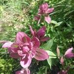 Castilleja rhexiifolia 花