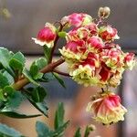 Kalanchoe miniata Blatt