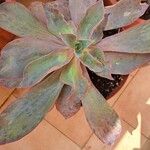 Echeveria nodulosa Ліст