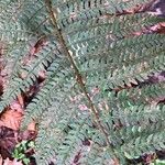 Polystichum setiferum Φύλλο