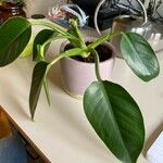 Philodendron martianum Leaf