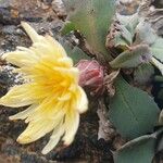 Reichardia famarae Квітка
