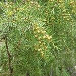 Juniperus oxycedrus Flor