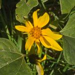 Helianthus petiolarisЦвят