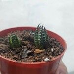 Haworthia reinwardtii Hostoa