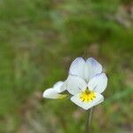 Viola tricolor Flower