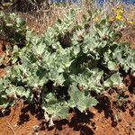 Asclepias californica Yeri