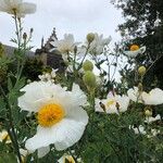 Romneya coulteri Flor