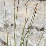 Carex myosuroides Hàbitat