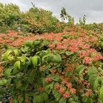 Viburnum plicatum Листок