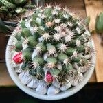 Mammillaria heyderi Fuelha