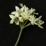Cynanchum clausum Flower
