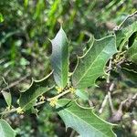 Maytenus ilicifolia Flor