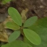 Phyllanthus tenellus 葉