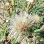 Hypochaeris pampasica Fruitua