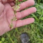 Galium albumFleur