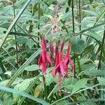 Fuchsia magellanica Žiedas