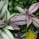 Strobilanthes auriculata Yaprak