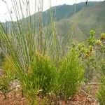 Pseudolycopodium densum Характер