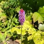 Primula vialii Blüte