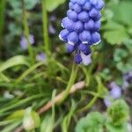 Muscari botryoidesКветка